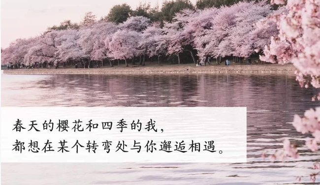 一些关于樱花的小众浪漫朋友圈文案句子-第4张图片-温柔治愈励志文案网